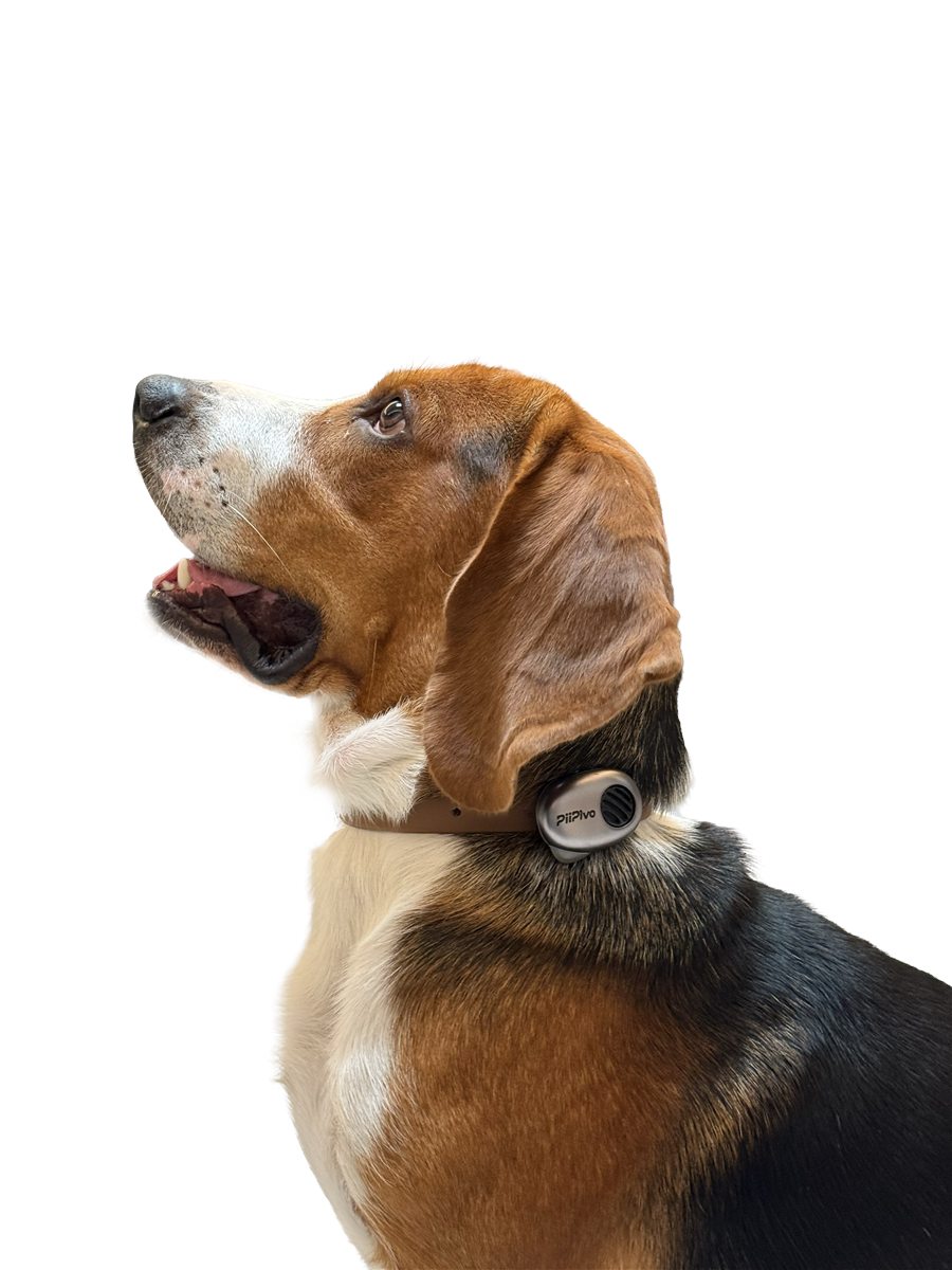 PettiChatを装着した犬