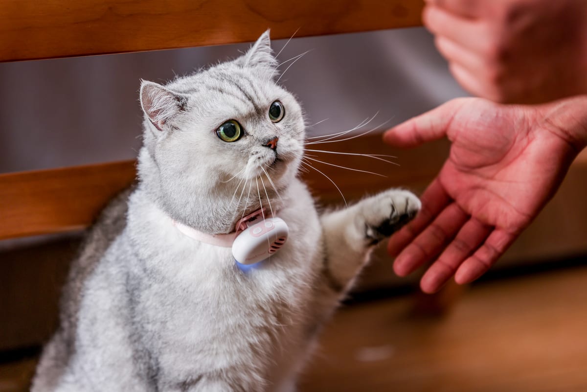 ピンクのPettiChatを装着した猫