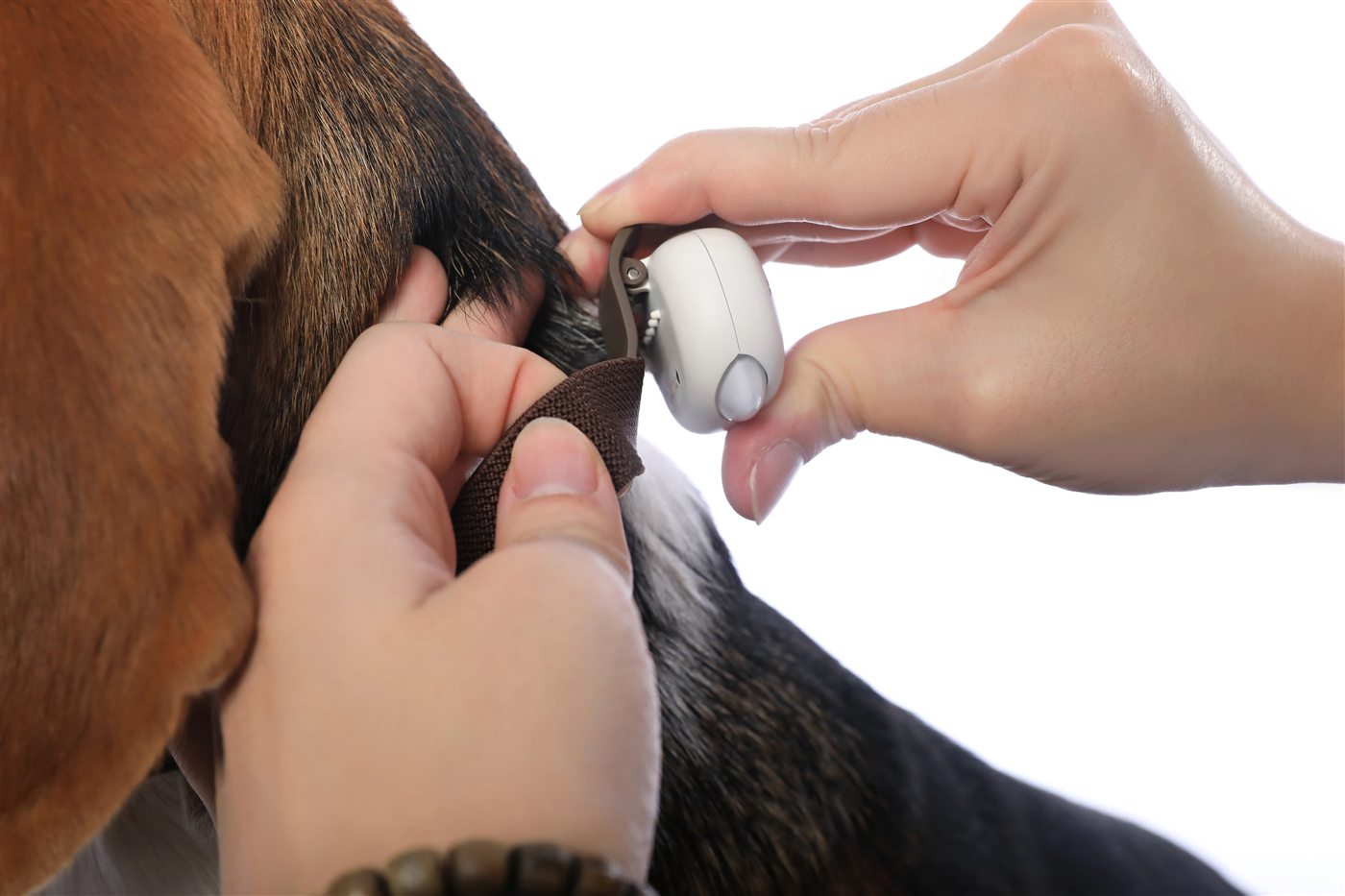 PettiChatを首輪に取り付ける様子