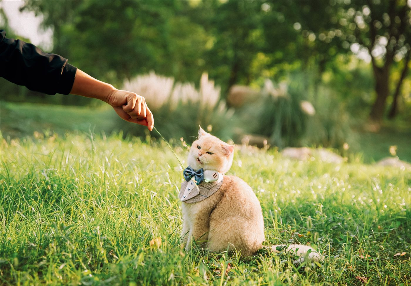 屋外でPettiChatを装着する猫