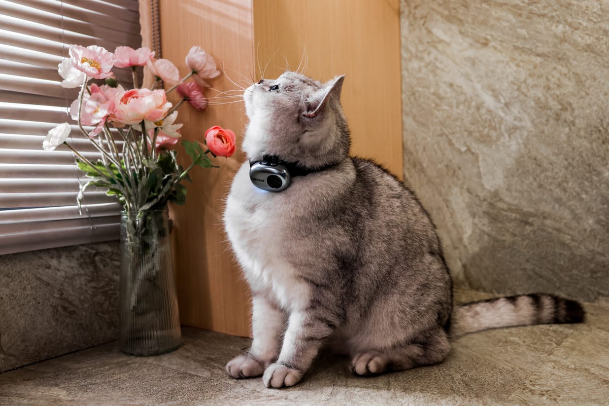 シルバーのPettiChatを装着した猫