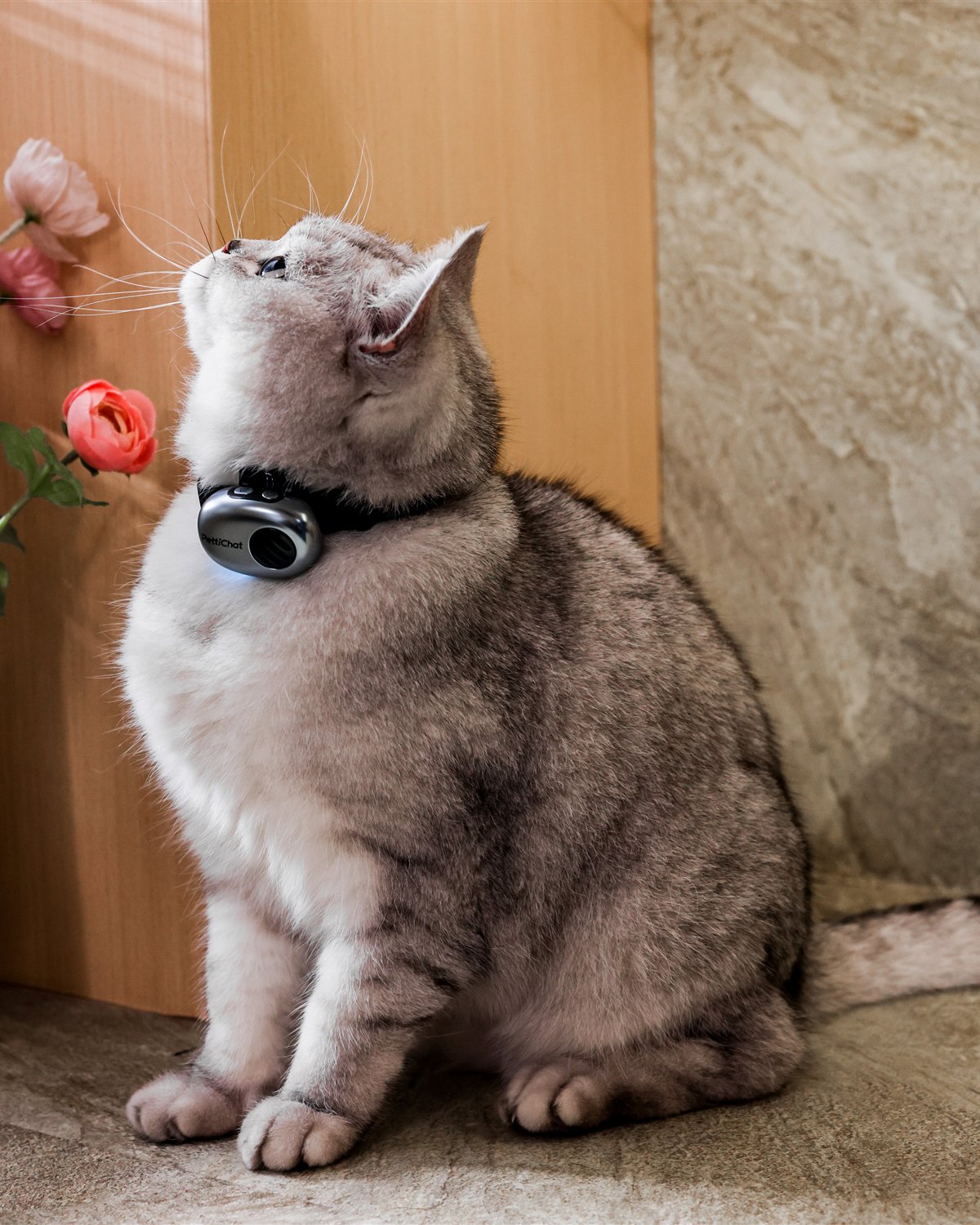 シルバーのPettiChatを装着した猫