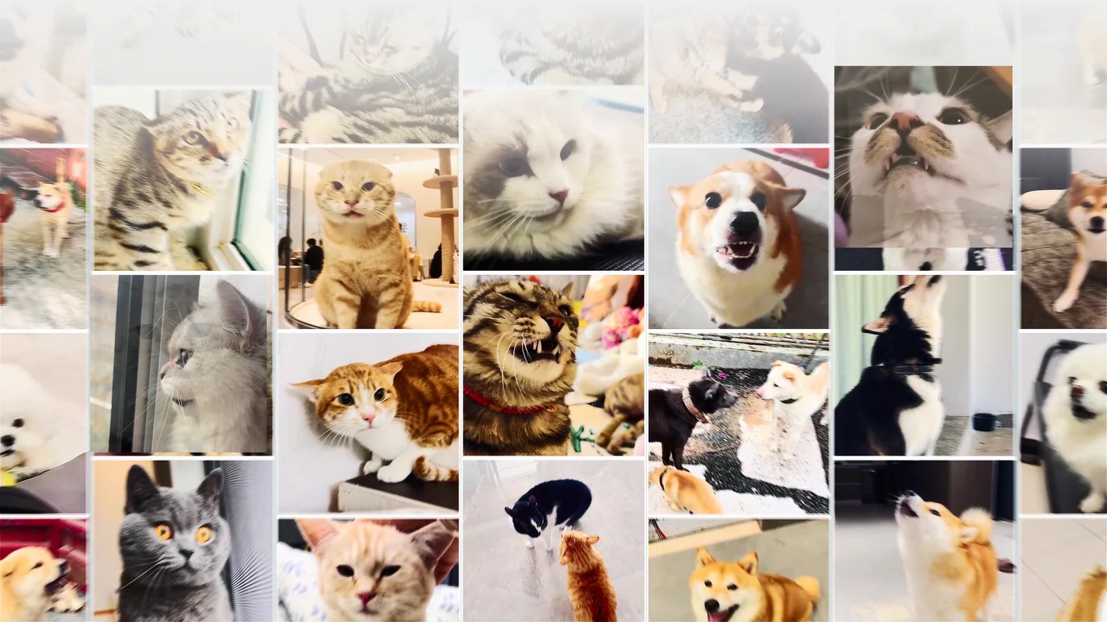表情やしぐさの異なる猫たち